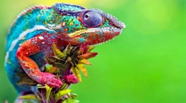 why does a chameleon change colors